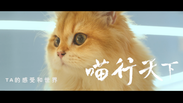 喵行天下，與NI解鎖新體驗(yàn)